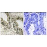 Immunohistochemistry - Anti-Gab2 Antibody (B8241) - Antibodies.com