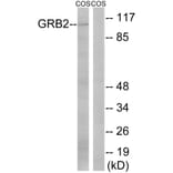 Western Blot - Anti-Gab2 Antibody (B8241) - Antibodies.com