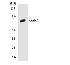 Western Blot - Anti-Gab2 Antibody (R12-2792) - Antibodies.com