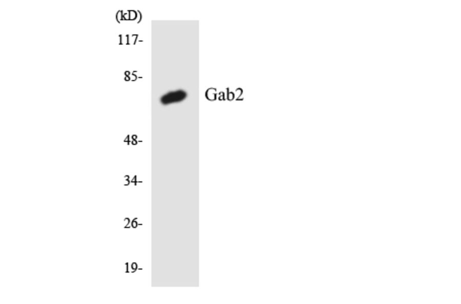 Western Blot - Anti-Gab2 Antibody (R12-2792) - Antibodies.com