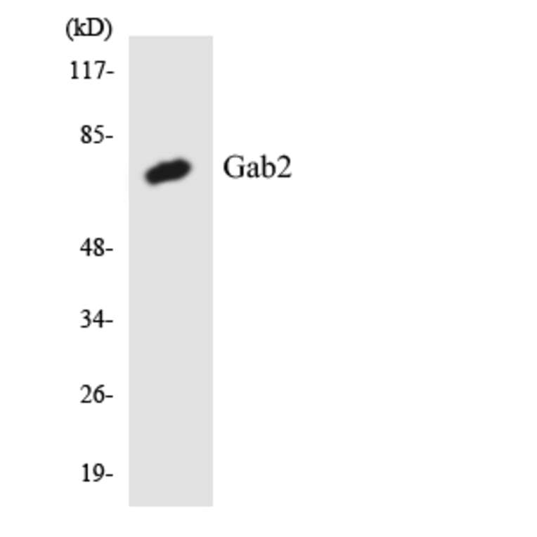 Western Blot - Anti-Gab2 Antibody (R12-2792) - Antibodies.com