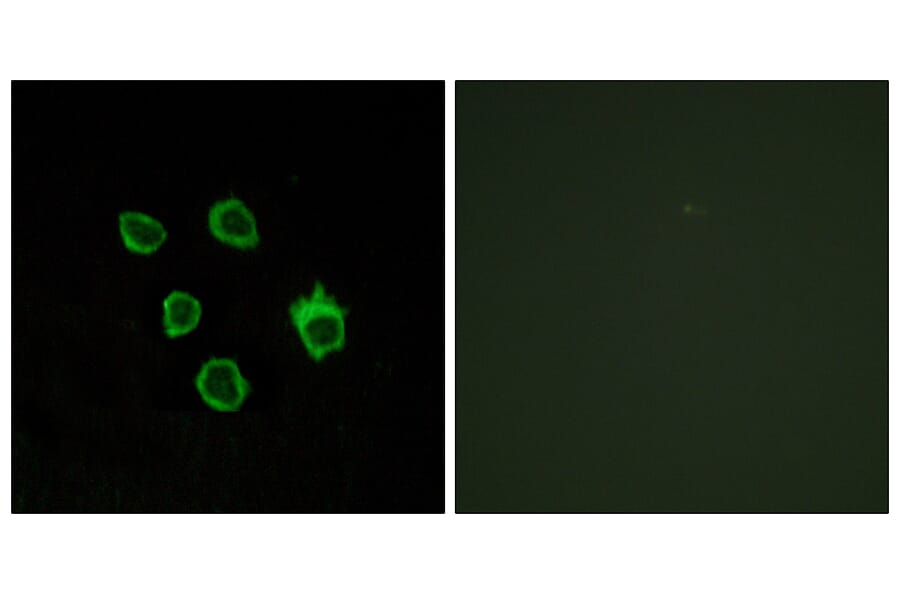 Immunofluorescence - Anti-FZD5 Antibody (G110) - Antibodies.com