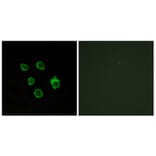 Immunofluorescence - Anti-FZD5 Antibody (G110) - Antibodies.com