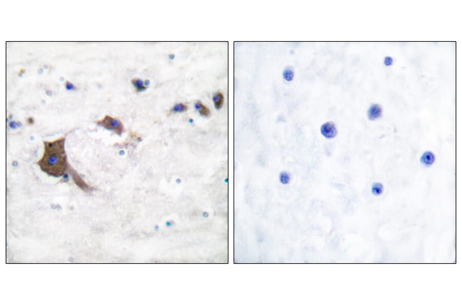 Immunohistochemistry - Anti-ERAB Antibody (C0183) - Antibodies.com