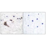 Immunohistochemistry - Anti-ERAB Antibody (C0183) - Antibodies.com