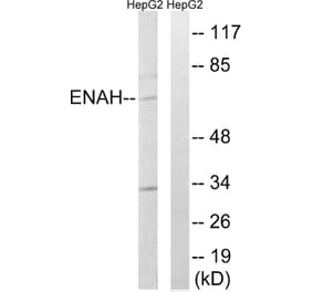 Western Blot - Anti-ENAH Antibody (C17988) - Antibodies.com
