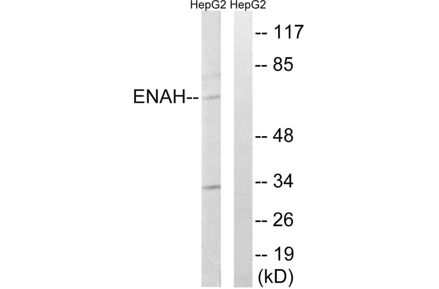Western Blot - Anti-ENAH Antibody (C17988) - Antibodies.com