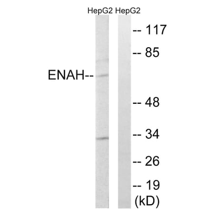 Western Blot - Anti-ENAH Antibody (C17988) - Antibodies.com