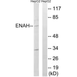 Western Blot - Anti-ENAH Antibody (C17988) - Antibodies.com
