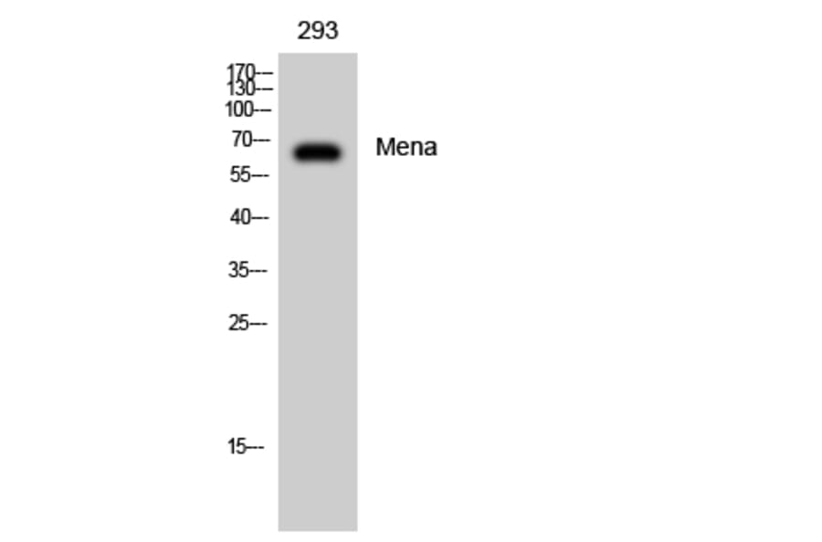 Western Blot - Anti-ENAH Antibody (C17988) - Antibodies.com