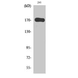Western Blot - Anti-EGFR Antibody (B0008) - Antibodies.com