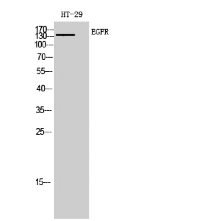 Western Blot - Anti-EGFR Antibody (B7063) - Antibodies.com