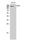 Western Blot - Anti-EGFR Antibody (B7063) - Antibodies.com
