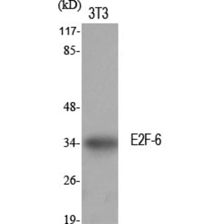 Western Blot - Anti-E2F6 Antibody (C0179) - Antibodies.com