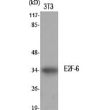 Western Blot - Anti-E2F6 Antibody (C0179) - Antibodies.com