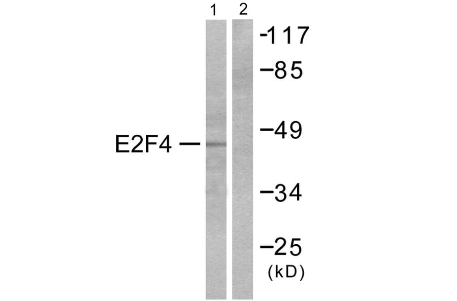 Western Blot - Anti-E2F4 Antibody (C0178) - Antibodies.com