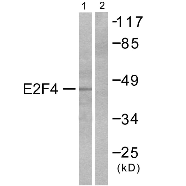 Western Blot - Anti-E2F4 Antibody (C0178) - Antibodies.com