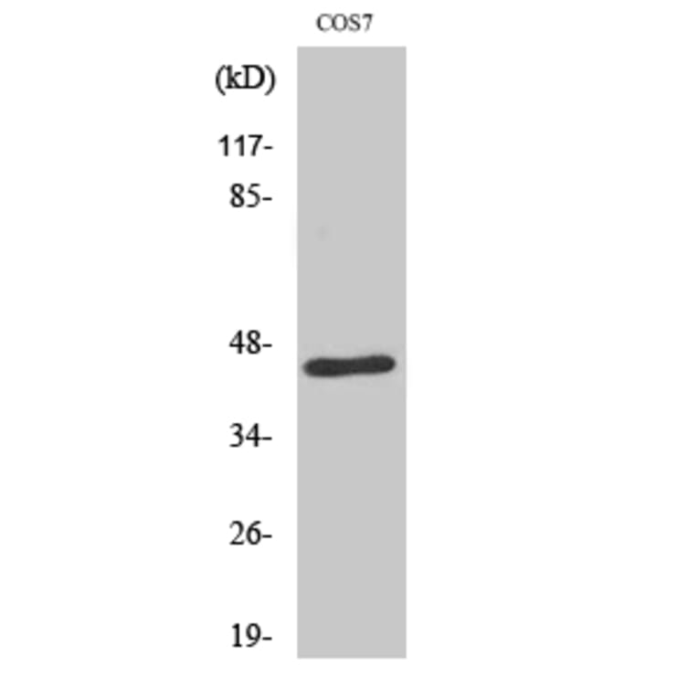 Western Blot - Anti-E2F4 Antibody (C0178) - Antibodies.com