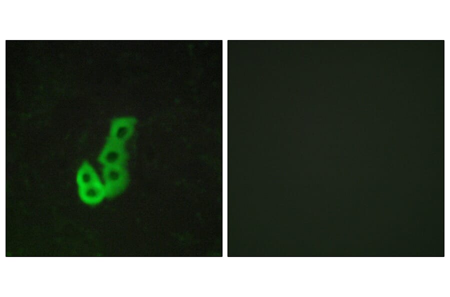 Immunofluorescence - Anti-DRD1 Antibody (G076) - Antibodies.com