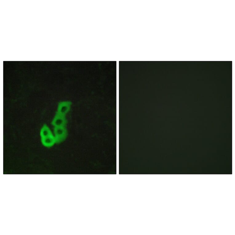 Immunofluorescence - Anti-DRD1 Antibody (G076) - Antibodies.com
