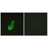 Immunofluorescence - Anti-DRD1 Antibody (G076) - Antibodies.com