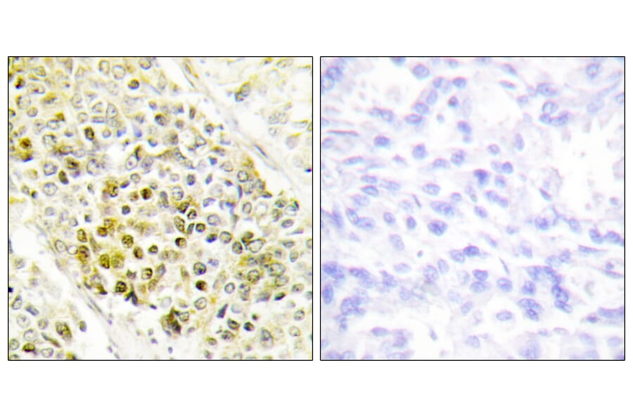 Immunohistochemistry - Anti-DLX5 Antibody (C10748) - Antibodies.com