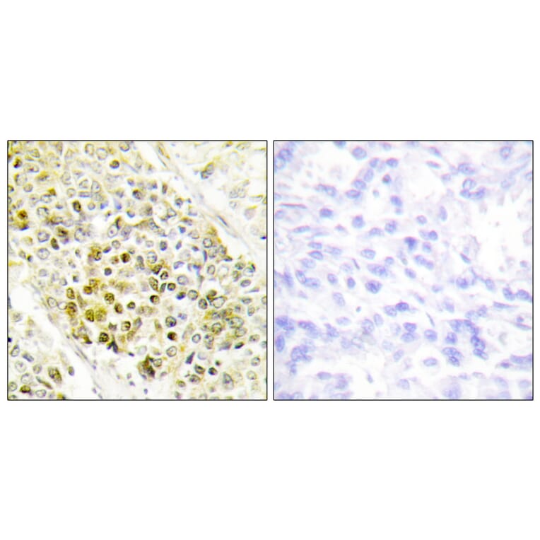 Immunohistochemistry - Anti-DLX5 Antibody (C10748) - Antibodies.com