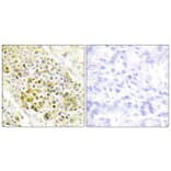 Immunohistochemistry - Anti-DLX5 Antibody (C10748) - Antibodies.com