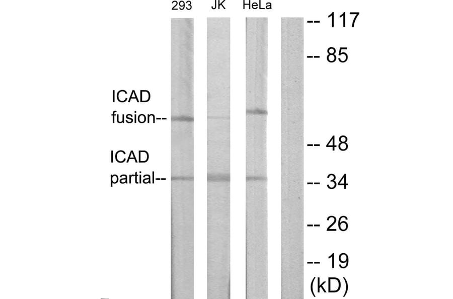 Western Blot - Anti-DFFA Antibody (C13041) - Antibodies.com