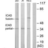 Western Blot - Anti-DFFA Antibody (C13041) - Antibodies.com