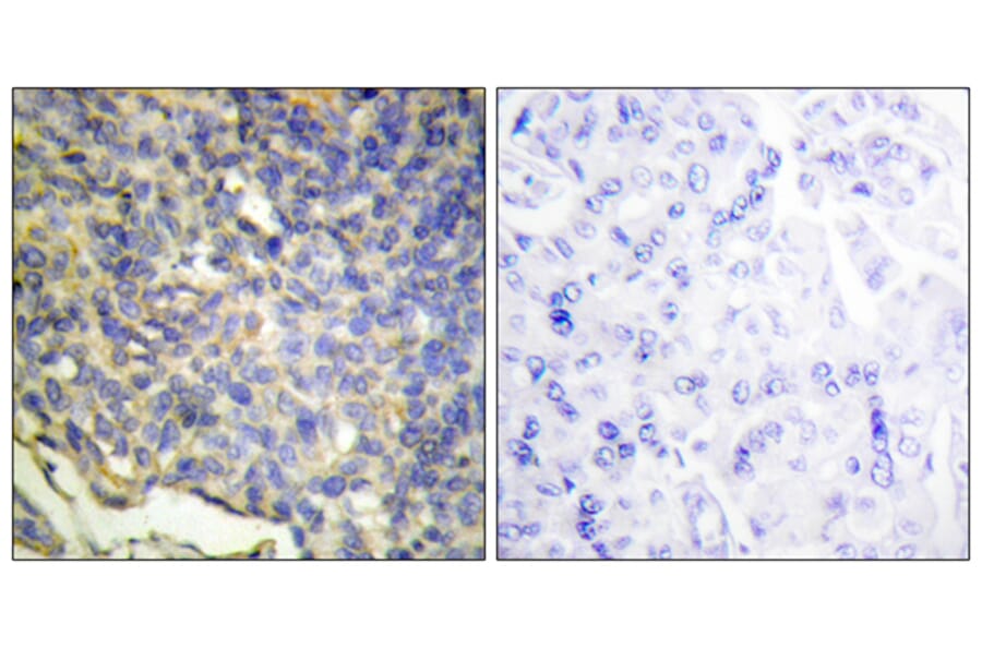 Immunohistochemistry - Anti-DFFA Antibody (C13041) - Antibodies.com