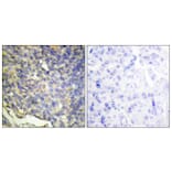 Immunohistochemistry - Anti-DFFA Antibody (C13041) - Antibodies.com