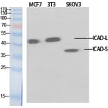 Western Blot - Anti-DFFA Antibody (C13041) - Antibodies.com