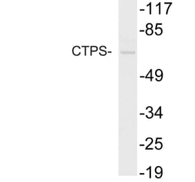 Western Blot - Anti-CTPS Antibody (R12-2105) - Antibodies.com