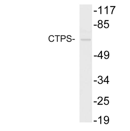 Western Blot - Anti-CTPS Antibody (R12-2105) - Antibodies.com