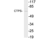 Western Blot - Anti-CTPS Antibody (R12-2105) - Antibodies.com