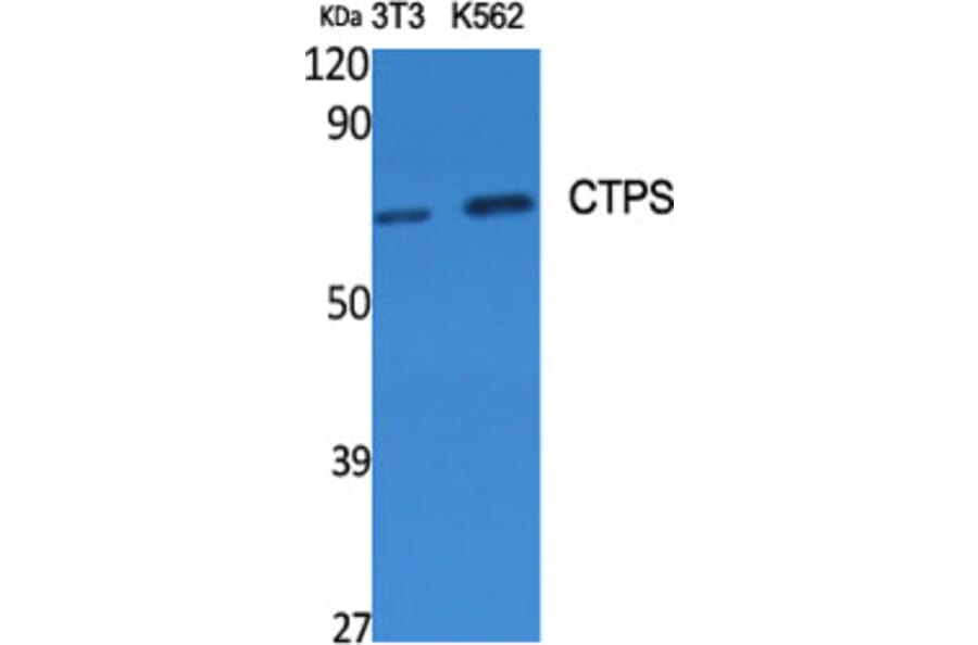 Western Blot - Anti-CTPS Antibody (R12-2105) - Antibodies.com