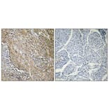 Immunohistochemistry - Anti-CTPS Antibody (R12-2105) - Antibodies.com