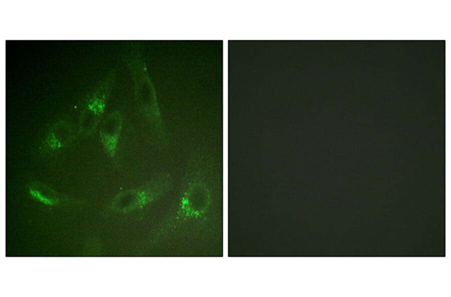 Immunofluorescence - Anti-CSFR Antibody (B0877) - Antibodies.com