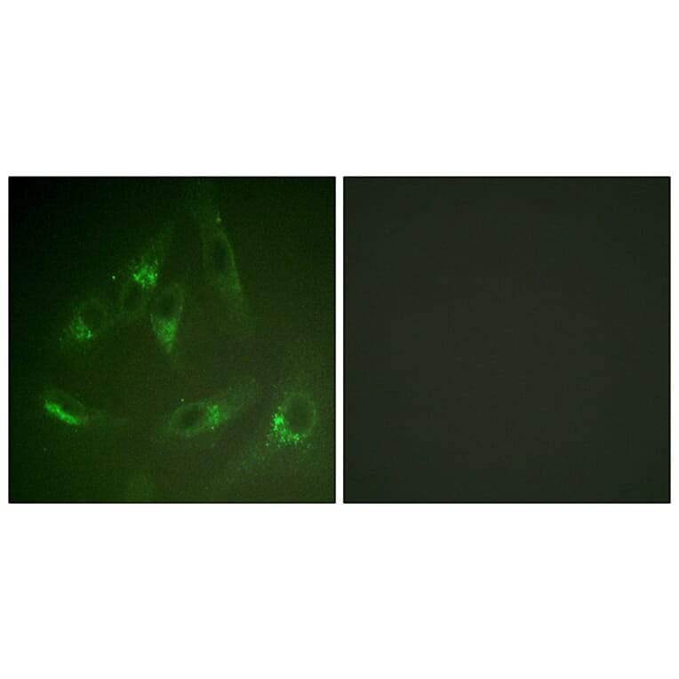 Immunofluorescence - Anti-CSFR Antibody (B0877) - Antibodies.com