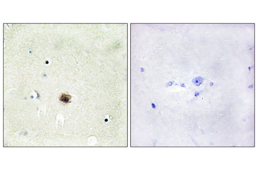 Immunohistochemistry - Anti-CRP1 Antibody (C10443) - Antibodies.com