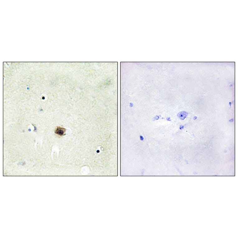 Immunohistochemistry - Anti-CRP1 Antibody (C10443) - Antibodies.com