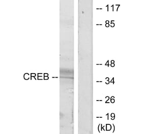 Western Blot - Anti-CREB Antibody (B7053) - Antibodies.com
