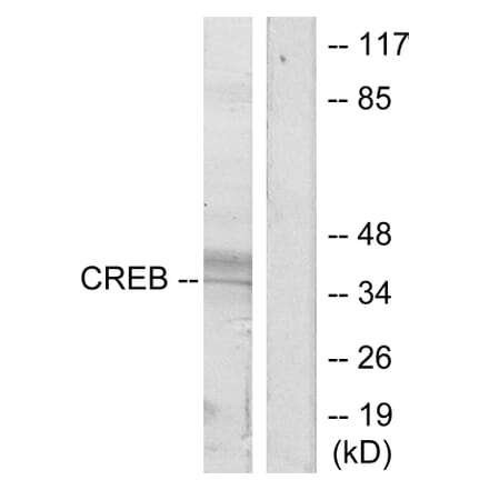 Western Blot - Anti-CREB Antibody (B7053) - Antibodies.com