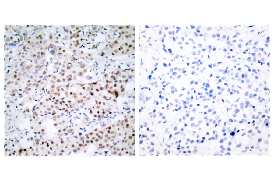 Immunohistochemistry - Anti-CREB Antibody (B7053) - Antibodies.com