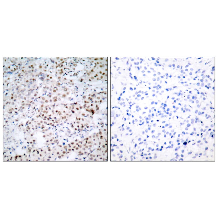 Immunohistochemistry - Anti-CREB Antibody (B7053) - Antibodies.com