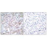 Immunohistochemistry - Anti-CREB Antibody (B7053) - Antibodies.com