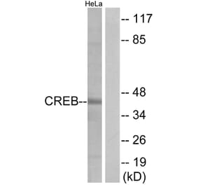 Western Blot - Anti-CREB Antibody (B7052) - Antibodies.com