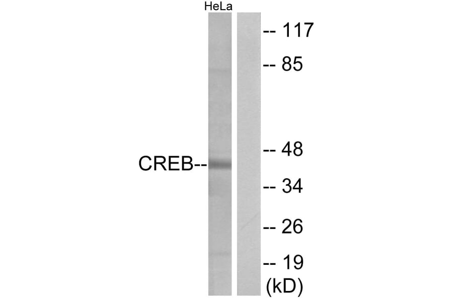 Western Blot - Anti-CREB Antibody (B7052) - Antibodies.com
