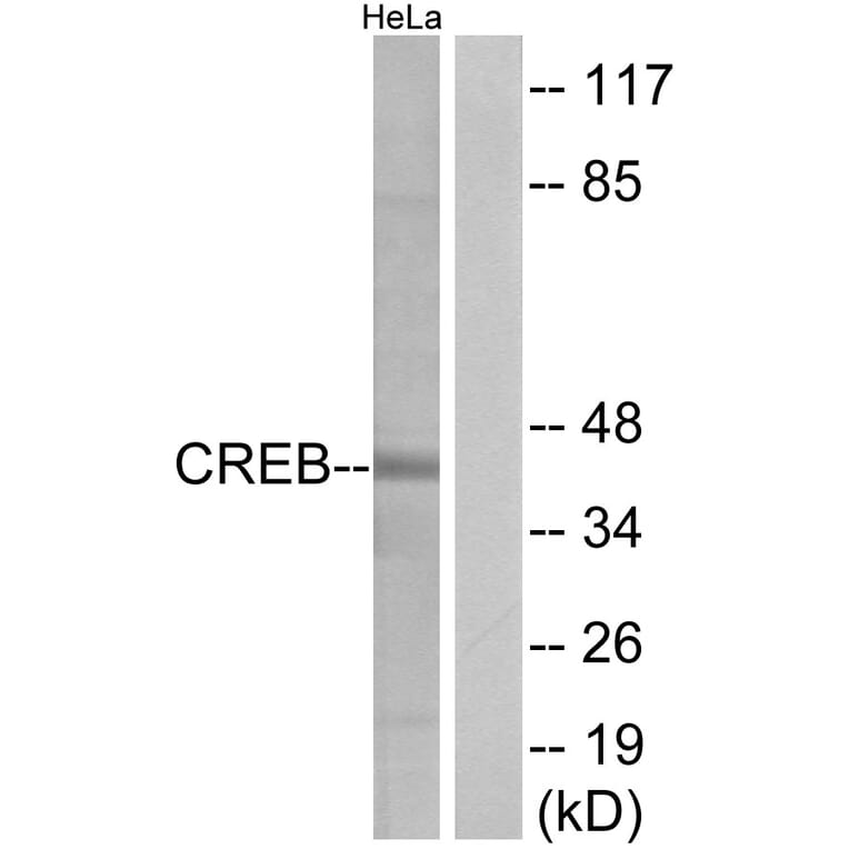 Western Blot - Anti-CREB Antibody (B7052) - Antibodies.com